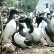 Common Murre